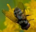 Strongygaster triangulifera - photo 5