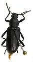 Strongylium apache - Strongylium apache