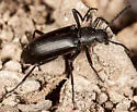 Strongylium atrum