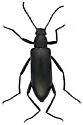 Strongylium atrum - photo 3