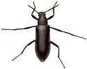 Strongylium atrum - photo 5