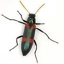 Strongylium aulicum