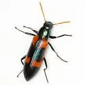 Strongylium aulicum - photo 2
