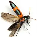Strongylium aulicum - photo 4