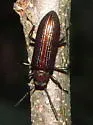 Strongylium crenatum