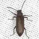 Strongylium crenatum - photo 2