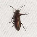 Strongylium crenatum - photo 3