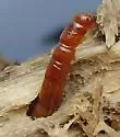 Strongylium crenatum - photo 4