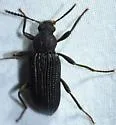 Strongylium cultellatum