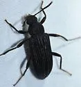 Strongylium cultellatum - photo 2