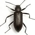 Strongylium hemistriatum