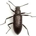 Strongylium hemistriatum - photo 2