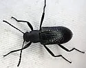 Strongylium hemistriatum - photo 4