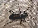 Strongylium tenuicolle