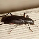 Strongylium tenuicolle - photo 2