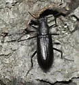 Strongylium tenuicolle - photo 3