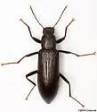 Strongylium tenuicolle - photo 4