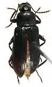 Strongylium terminatum - Strongylium terminatum