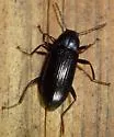 Strongylium terminatum - photo 3