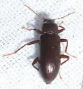 Strongylium terminatum - photo 5