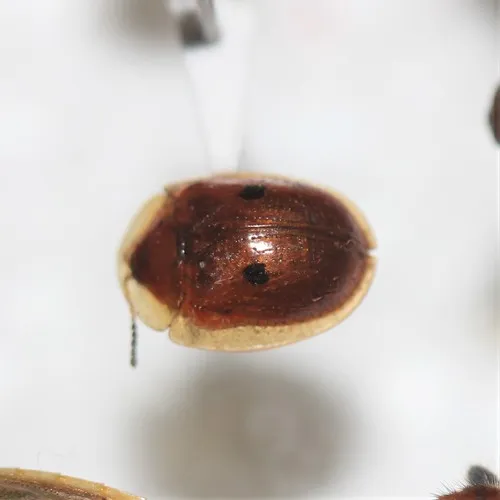 Strongylocassis atripes - photo 2