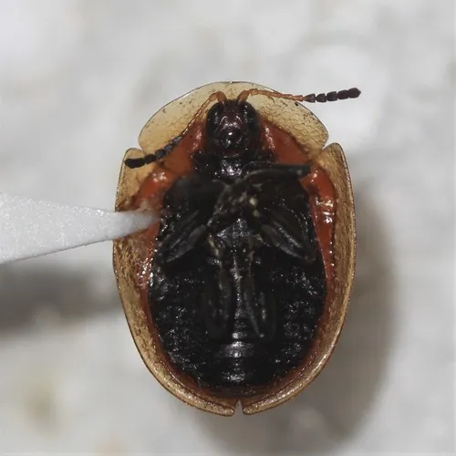 Strongylocassis atripes - photo 3
