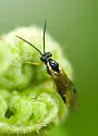 Strongylogaster distans