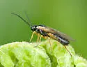 Strongylogaster distans - photo 2
