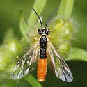 Strongylogaster distans - photo 3