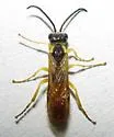 Strongylogaster distans - photo 4