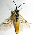 Strongylogaster distans - photo 5