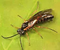 Strongylogaster impressata