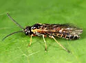 Strongylogaster impressata - photo 2