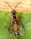 Strongylogaster impressata - photo 3