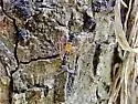 Strongylogaster impressata - photo 4