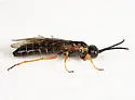 Strongylogaster impressata - photo 5