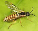Strongylogaster multicincta - photo 2