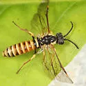 Strongylogaster multicincta - photo 3