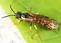 Strongylogaster multicincta - photo 4