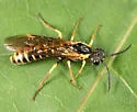 Strongylogaster multicincta - photo 5