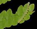 Strongylogaster polita