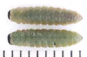 Strongylogaster polita - photo 4