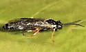 Strongylogaster soriculatipes