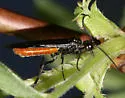 Strongylogaster tacita