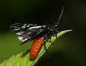 Strongylogaster tacita - photo 2