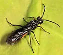 Strongylogaster tacita - photo 3