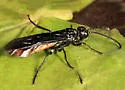 Strongylogaster tacita - photo 4