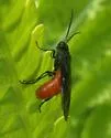Strongylogaster tacita - photo 5