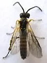 Strongylogaster tibialis