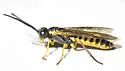 Strongylogaster tibialis - photo 2